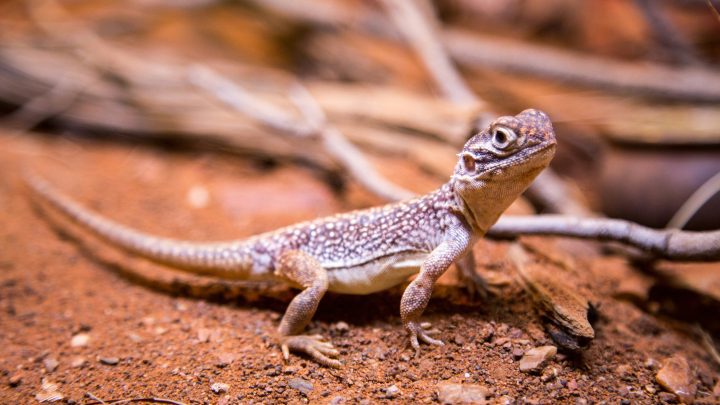 Co je jaszczurka polna?
