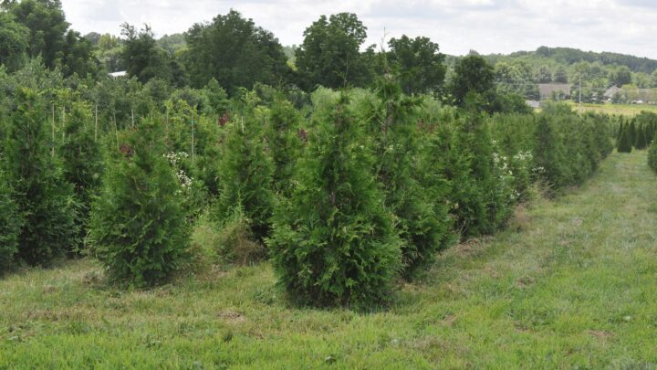 Jak przycinać tuje na bonsai?